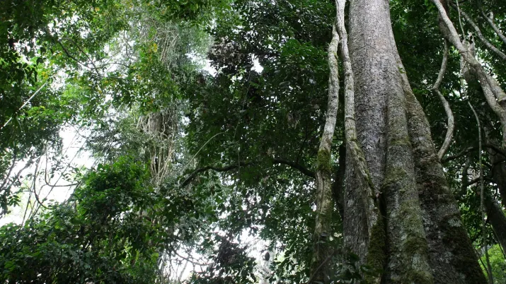 arbre liane Afrique