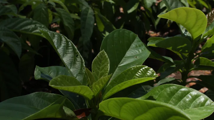 AFD, FFEM and CBF Making Big Moves to Support Caribbean Biodiversity
