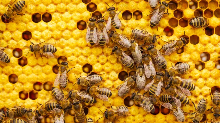 Abeilles