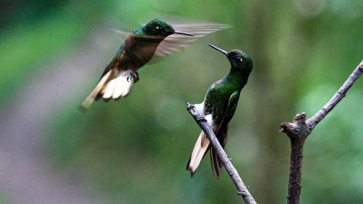 Oiseaux