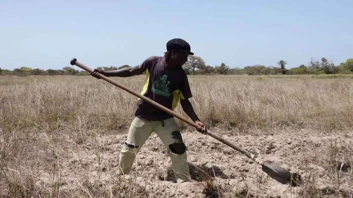 Labour de parcelles rizicoles en Casamance