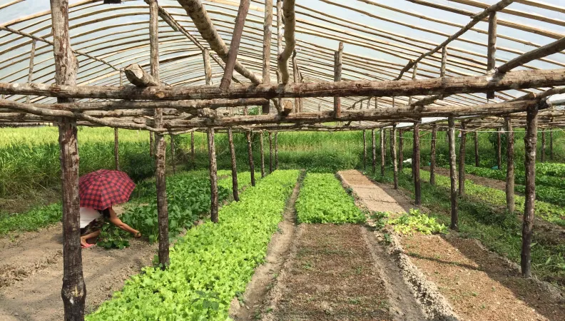 Laos agriculture
