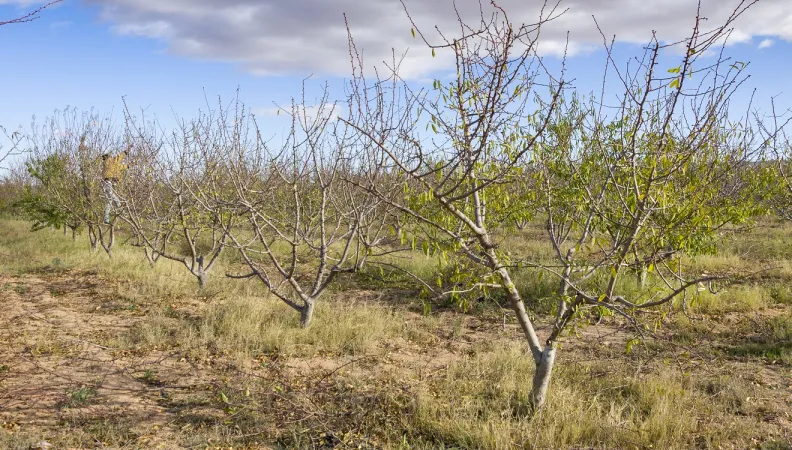 Almond orchard in Tunisia
