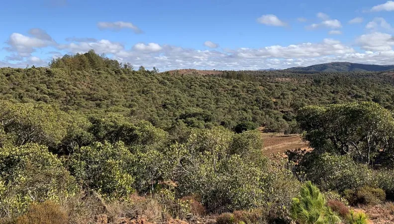 foret-tapia