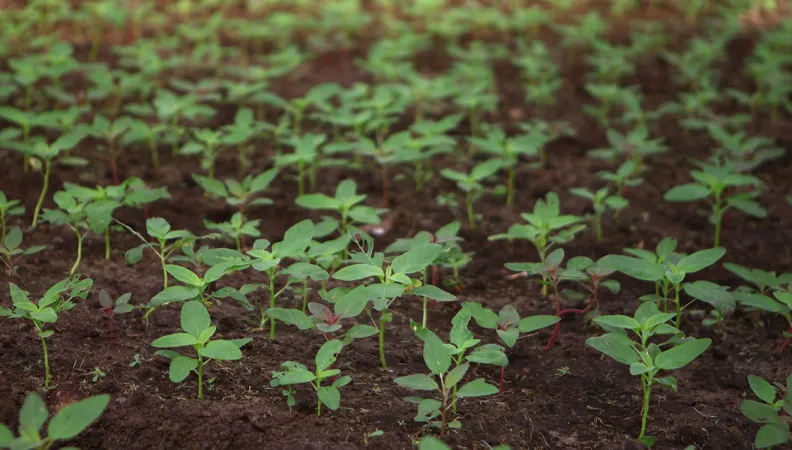 Agriculture Gabon