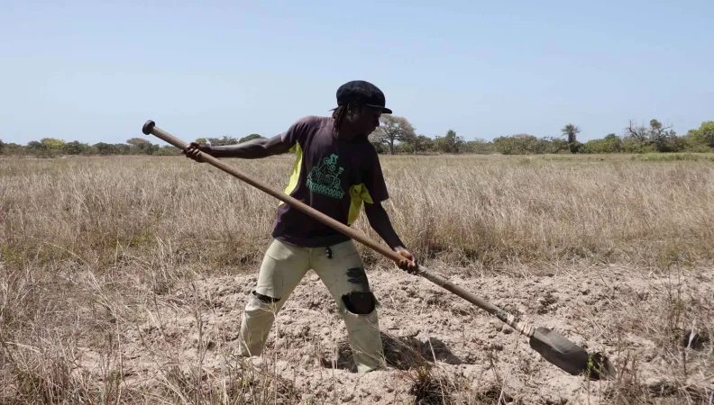 Labour de parcelles rizicoles en Casamance